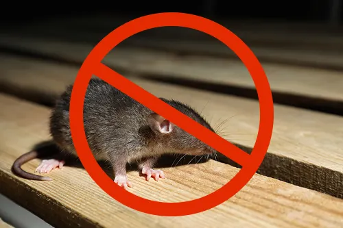 Rodent Control