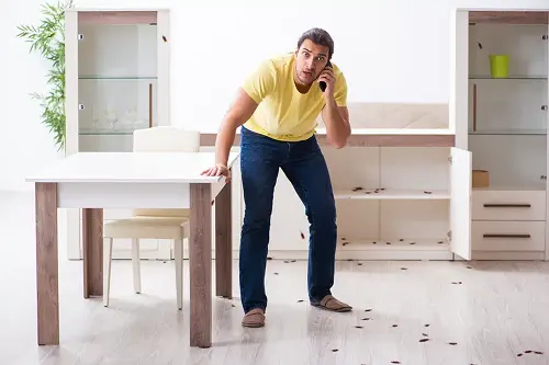 emergancy-pest-control